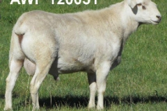 120051 Used Heavily at Baringa, never been shorn