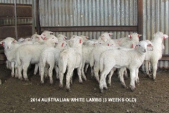 Lambs 3 weeks old at marking, showing full hair