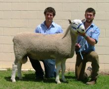 09 238 - Sold Dubbo to A Charlton $3500