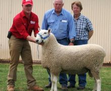 10 311tw Maverick- Equal Top Price Dubbo 2011 Sold to D & H Campbell $5500