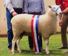 10 319- Champion Dubbo 2011 Sold Equal top price $5500