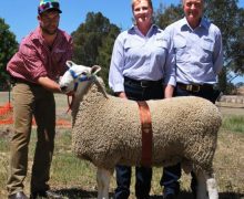 4th Horsham 2012 Purchased By R & T Willmott, Hanookra $4500