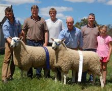 Champion & 3rd place Horsham 2010 Sold to C & J Graham $7500 & N Lubcke $6500