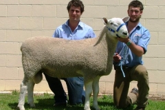 09 238 - Sold Dubbo to A Charlton $3500