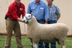 10 311tw Maverick- Equal Top Price Dubbo 2011 Sold to D & H Campbell $5500