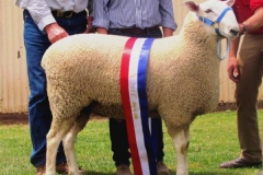 10 319- Champion Dubbo 2011 Sold Equal top price $5500