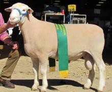 10 401tw - Reserve Ram Dubbo 2012 Half Share Sold to Bundara Downs. Twin Sold To Koonwarra $6000