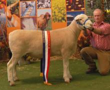 10069-Senior & Grand Champion Ram Adelaide Royal