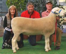 110161tw-1st Junior Pair & Group 3 Rams Adelaide. Sold Elite Sale to Sankirra Stud $8000