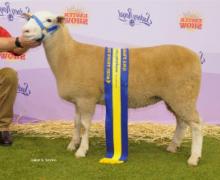 13W013 Res. Champion Ewe Sydney Royal By 12W126