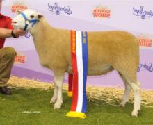 13W023 Champion Ewe Sydney Royal 2014