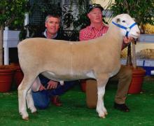 Big Thing Champ. Sydney 2012,1st Dubbo 2012, Adelaide- Purchased $11,000 Jandebrey