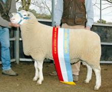 Extender Supreme Australian Sheep & Wool Show 2007