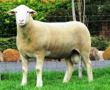 "Impact 100013- 2nd Group of 3 Rams Adel. 1st Sydney & Dubbo, Sold to Kanoona park Stud in 2012 for $8000