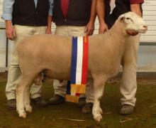 Junior & Grand Champion Ram Bendigo 2011- Sired by Tattykeel 080024tw