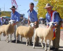 Supreme Group Sydney 2010 Sired by D.G. Succeed