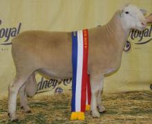 Supreme Prime Lamb Sire Sydney 2010- 080242