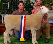 Target 110222ET- Junior Champion Adelaide Royal, half share sol to Bundara Downs