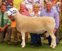 Turbo 100018- Supreme Exhibit Allbreeds Dubbo, Top Price Adelaide Elite Sale $15,000 sold to Glenarbian