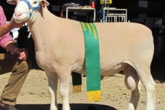 10 401tw - Reserve Ram Dubbo 2012 Half Share Sold to Bundara Downs. Twin Sold To Koonwarra $6000