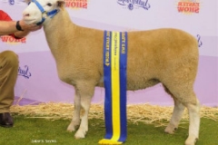 13W013 Res. Champion Ewe Sydney Royal By 12W126