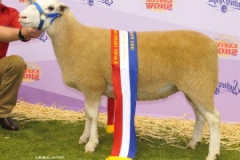 13W023 Champion Ewe Sydney Royal 2014