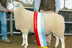 Extender Supreme Australian Sheep & Wool Show 2007