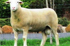 "Impact 100013- 2nd Group of 3 Rams Adel. 1st Sydney & Dubbo, Sold to Kanoona park Stud in 2012 for $8000