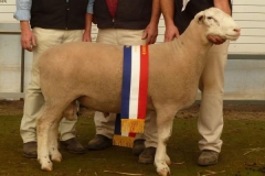 Junior & Grand Champion Ram Bendigo 2011- Sired by Tattykeel 080024tw