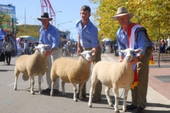 Supreme Group Sydney 2010 Sired by D.G. Succeed