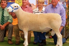 Turbo 100018- Supreme Exhibit Allbreeds Dubbo, Top Price Adelaide Elite Sale $15,000 sold to Glenarbian